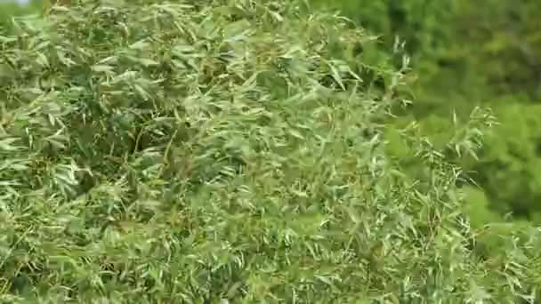 Feuilles et branches d'arbre vert ensoleillé brillant agitant sur le vent fort. Naturel texture fraîche d'été fond