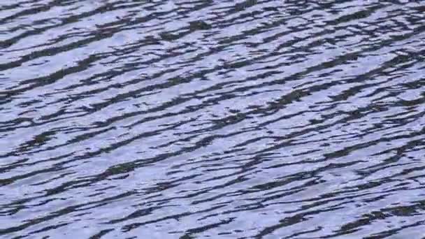 Loop Ripples Water Surface Footage Background — Stock Video