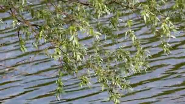 明るい緑の木の葉や枝の水の波紋の背景にクローズアップ 自然の新鮮な夏の川沿いの映像 — ストック動画