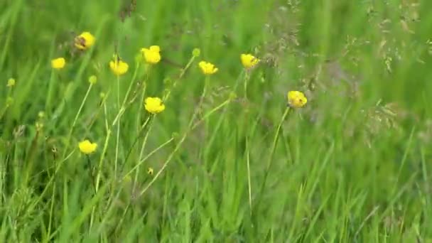 Makro Små Gule Blomster Grøn Sommer Blæsende Felt Sløret Baggrund – Stock-video