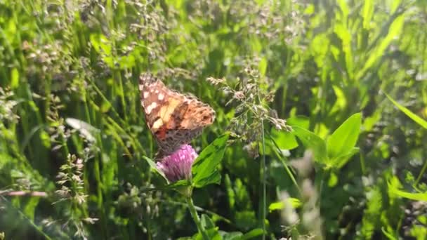 Pembe Yonca Çiçeğinin Üzerinde Oturan Turuncu Kelebek Tavus Kuşu Uzaklara — Stok video