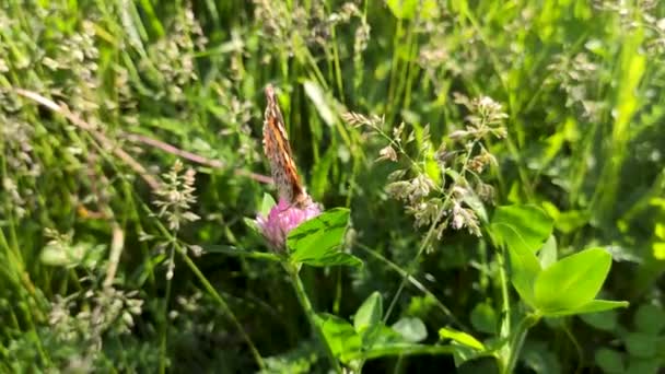 Πορτοκαλί Πεταλούδα Παγώνι Lepidoptera Κάθεται Ροζ Λουλούδι Τριφύλλι Φωτεινό Ηλιόλουστο — Αρχείο Βίντεο