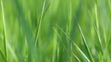 Makro yeşil yaz çimenleri Bokeh 'in parlak arka planının detayları. Parlayan çimenlik arka planda eko doğal taze ot yavaş çekim