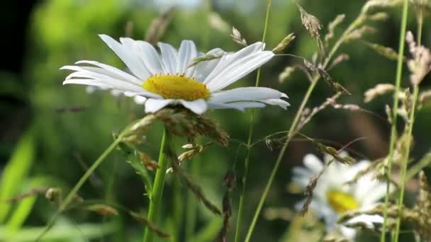 Mouvement Lent Des Fleurs Blanches Fleurs Camomille Herbe Verte Gros — Video