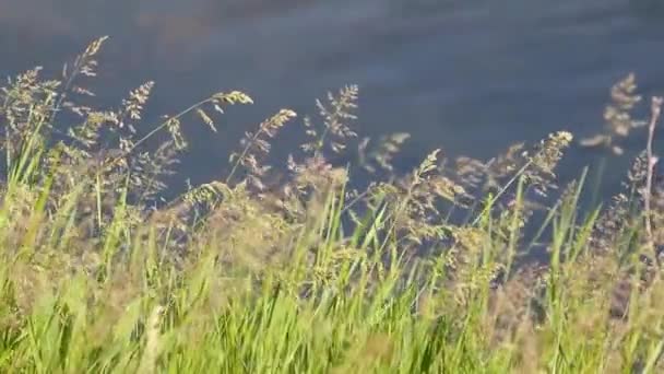 Makro Grön Sommar Gräs Fluffiga Toppar Bokeh Suddig Vatten Bakgrund — Stockvideo