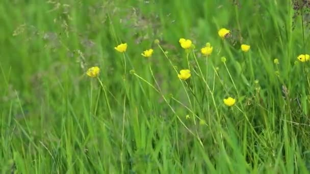 Makro Små Gule Blomster Vinker Grøn Sommermark Sløret Baggrund Levende – Stock-video