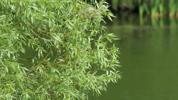 明るい日当たりの良い緑の木の葉や枝がぼやけた水に手を振る 自然の新鮮な夏の川沿いの背景 — ストック動画