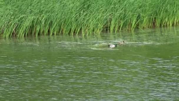 緑の明るい夏の池の動物相の生活 湖の葦の草の近くでドレークとアヒルの水泳 — ストック動画