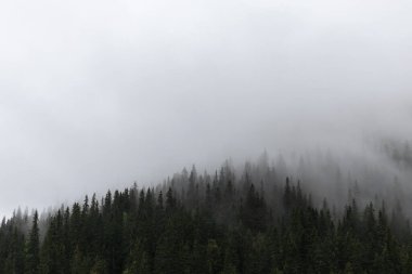 Çam ağaçları ormanlarındaki bulutlar, İskandinav doğası. Gizemli vahşi ormanlık. Sonbahar karanlık sisli Norveç