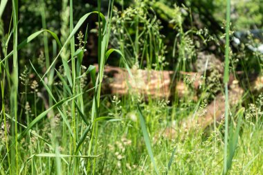 Yaşlı bir ağacın gövdesi güneşli yaz tarlasında yeşil yüksek çimlerde uzanıyor. Yeşil doğal canlı arkaplan