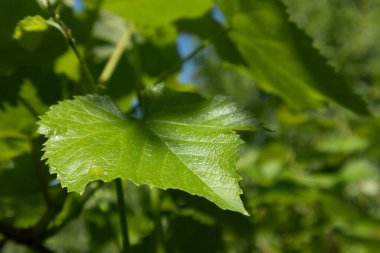 Üzüm yeşili yapraklar, güneşli yaz tabelası, bulanık yeşil arka planda canlı renkler.