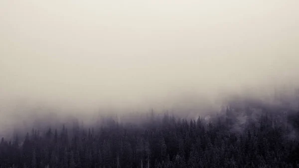 Облака Сосновом Лесу Скандинавская Природа Мистический Дикий Лес Осенние Путешествия — стоковое фото