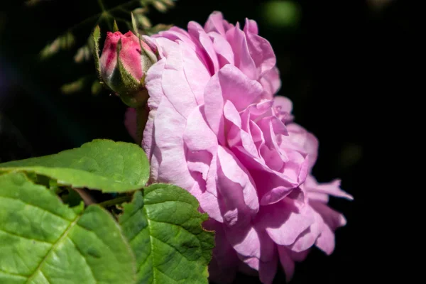 Rose Rose Rosa Odorata Rose Thé Sur Buisson Isolé Sur — Photo