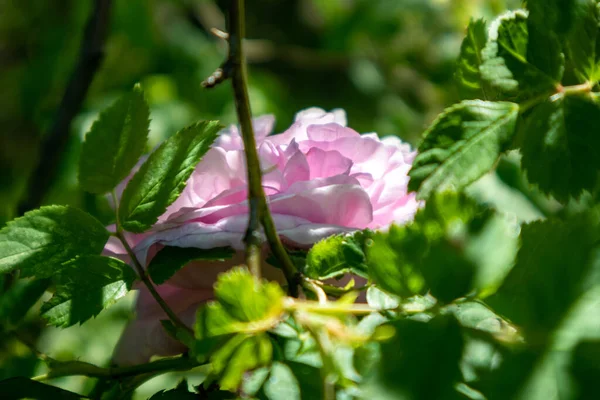 Rose Rose Rosa Odorata Rose Thé Sur Fond Vert Bokeh — Photo