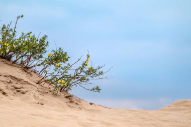 Kum tepeciklerinde büyüyen sarı çiçekli yeşil çalı, çöl manzarası. Botanik vahşi doğa, koyu renkli karşıtlık bulutlu gökyüzü arkaplanı