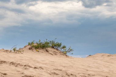 Kum tepeciklerinde büyüyen sarı çiçekli yeşil çalı, çöl manzarası. Botanik vahşi doğa, koyu renkli karşıtlık bulutlu gökyüzü arkaplanı