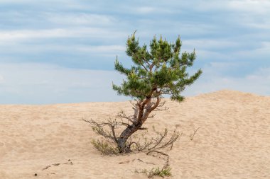 Çöldeki kum tepelerinde yeşil kürklü çam ağacı. Bulanık arkaplan ile vahşi doğa
