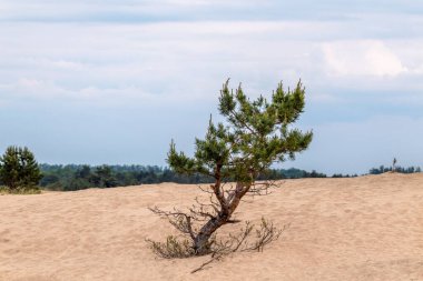 Çöldeki kum tepelerinde yeşil kürklü çam ağacı. Bulanık arkaplan ile vahşi doğa
