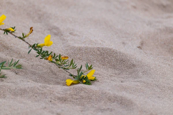 Yellow small blooming flowers laying on sand macro. Botanical tender wild close-up desert nature with blurred background