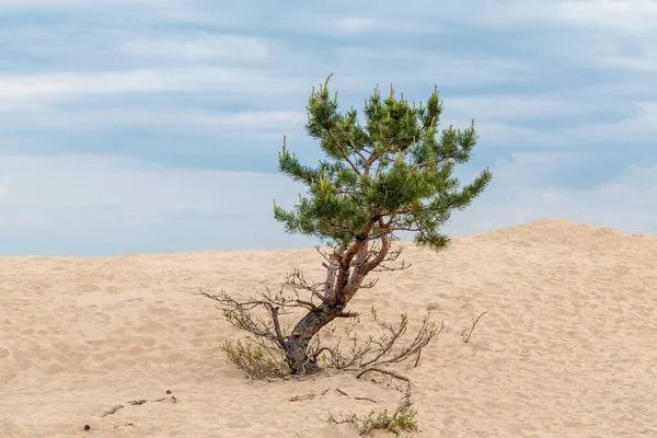 Çöldeki kum tepelerinde yeşil kürklü çam ağacı. Bulanık arkaplan ile vahşi doğa