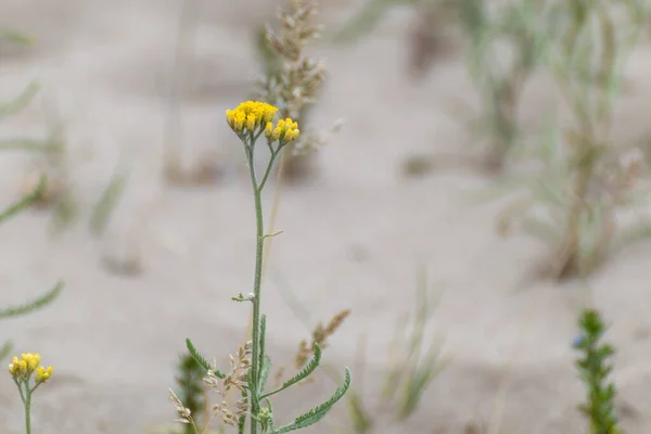 Żółte Małe Tansy Kwitnące Kwiaty Wydmy Makro Botaniczny Przetarg Dziki — Zdjęcie stockowe