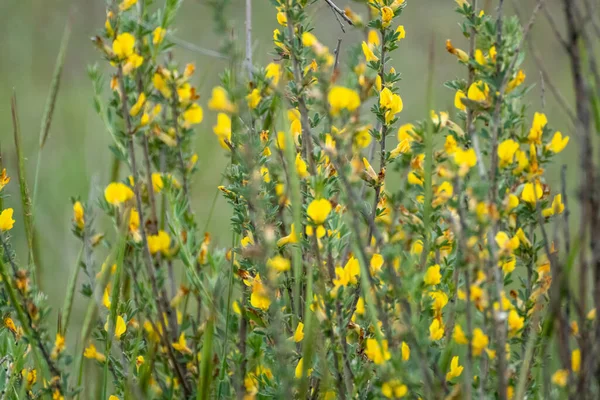 Żółte Małe Kwitnące Kwiaty Zielonej Żywej Trawie Makro Zbliżenie Charakter — Zdjęcie stockowe