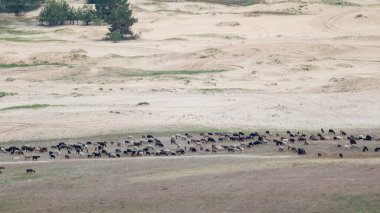 Baharda çöl, ormanın yakınındaki kum tepelerindeki keçi otlağının uzak manzarası. Ukrayna 'daki Kitsevka Çölü tepecikli kumlar, Harkiv bölgesi manzarası