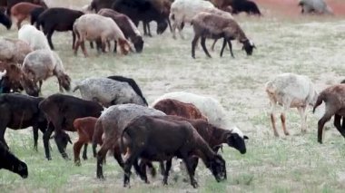 Keçiler kum tepelerinin yakınındaki otlaklarla besleniyorlar. Ukrayna 'da Kitsevka çölü kumları, Harkiv bölgesi manzarası. Baharda çöl