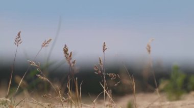 Çölde süper kuru ot makrosu rüzgarda sallanıyor, bulanık kumlu arka plan. Vahşi kuru toprak döngüsü videosunda büyüme