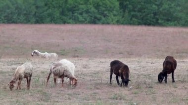 Keçiler ormanın yakınındaki kum tepeleri tarlasında otlarlar. Ukrayna 'da Kitsevka çölü kumları, Harkiv bölgesi manzarası. Baharda çöl