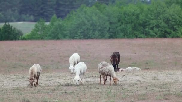 Pâturage de chèvres sur champ de dunes de sable près de la forêt. Kitsevka désert de sable vallonné en Ukraine, région de Kharkiv paysage. Désert au printemps
