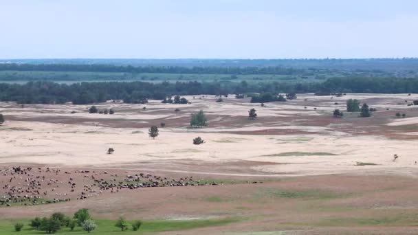 春天的沙漠遥望着沙丘上的山羊牧场 从右到左的全景 乌克兰Kitsevka沙漠丘陵地带 哈尔科夫地区景观 — 图库视频影像