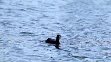 Avrasya yaban ördeği, siyah karabasan dalışı ağır çekimde. Mavi göl su yüzeyinden beslenen vahşi su kuşu. Vahşi yaşam kuşları izliyor