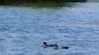 Avrasya yaban ördeği ya da Avustralya yaban ördeği olarak da bilinir. Mavi göl su yüzeyinde yemek yiyen genç kuşlar. Vahşi yaşam kuşları izliyor