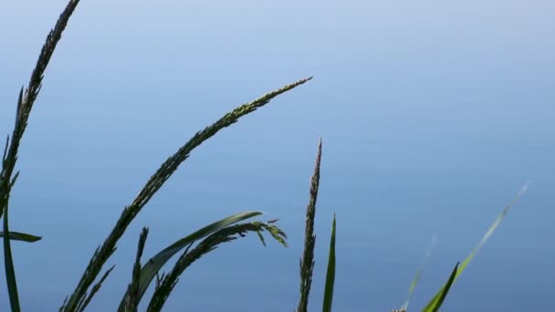 Grünes Hohes Gras Auf Reinem Ruhigem Blauem Wasser Das Wind — Stockvideo