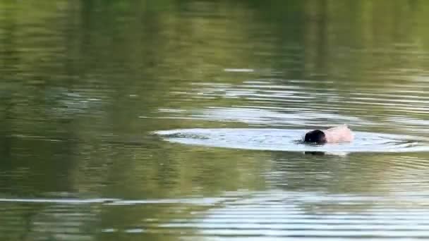 Euraziatische Koet Met Kuiken Gewone Koet Duiken Voeden Watervogels Familie — Stockvideo