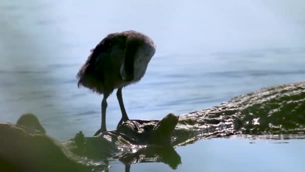 Euraziatische Koet Jonge Gewone Koet Vogel Schoonmaken Veren Staan Boomstam — Stockvideo