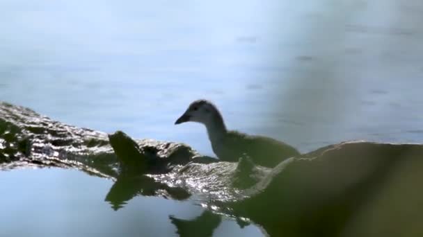 欧亚大陆鸡群 年幼的普通鸡群在清理羽毛 站在树干上 镜像蓝湖水面的特写 观鸟野生动物 — 图库视频影像