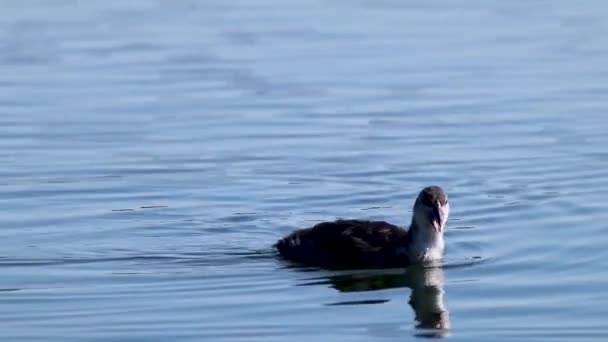 ユーラシア 一般的なかわいい鳥の水泳や鏡の青い湖の水の表面を閉じる上で食べる 野鳥観察 — ストック動画