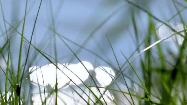 Grünes Hohes Gras Auf Reinblauem Wassergrund Das Wind Zeitlupentempo Weht — Stockvideo