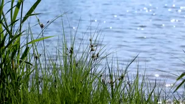 Vihreä Pitkä Ruoho Puhtaan Sinisen Veden Taustalla Heiluttaen Tuulessa Hidastettuna — kuvapankkivideo