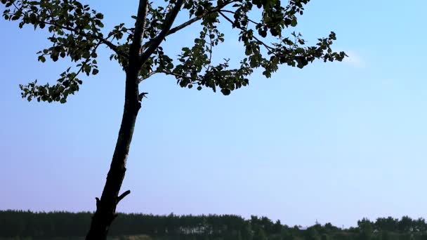 黒い木は 澄んだ青い空にコントラストのシルエットを振って葉 自然の風はまだ背景に — ストック動画