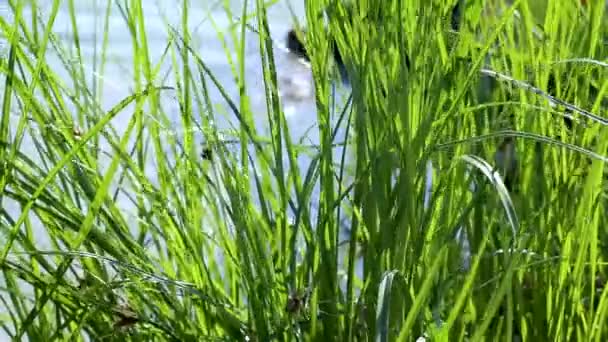 Herbe verte haute sur fond d'eau bleue pure agitant dans le vent. Vacances d'été détente au bord de la rivière. Gros plan sur la verdure avec des rayons de soleil lumineux et des vagues sur l'eau