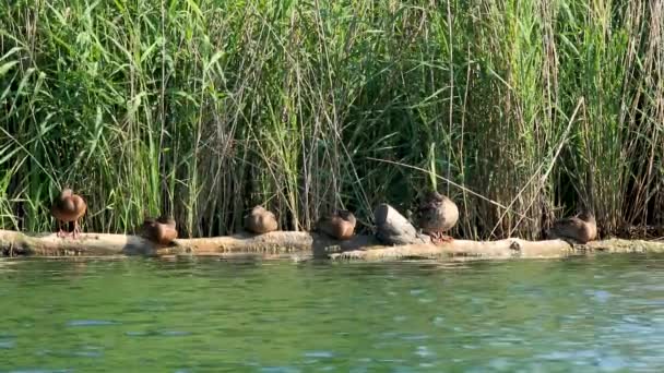 一群鸭子坐在湖边的树干上 离奇地不远 阳光明媚的夏天野鸟在清理羽毛 充满活力的绿色欧洲野生动物视频 — 图库视频影像