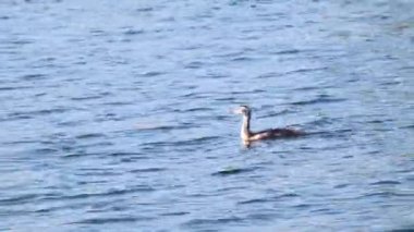 Harika ibikli yunus balığı (Podiceps kristali) hatun yüzme döngüsü. Aynadaki su kuşu mavi göl su yüzeyinde. Vahşi yaşam kuşları izliyor