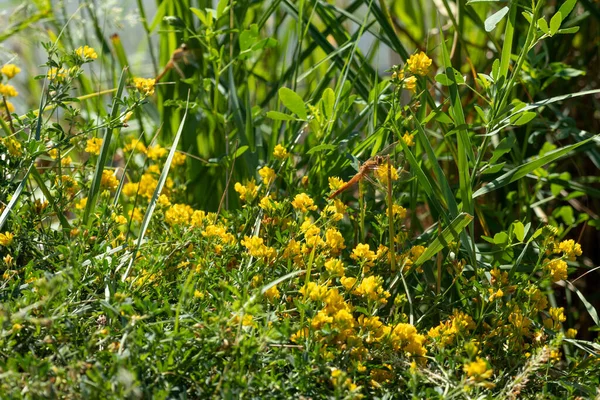 Galben Flori Mici Înfloritoare Libelulă Verde Iarbă Vie Macro Natura — Fotografie, imagine de stoc