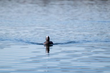 Avrasya yaban ördeği, siyah, sıradan, yakın plan. Mavi göl su yüzeyinde yüzen vahşi su kuşu. Vahşi yaşam kuşları izliyor
