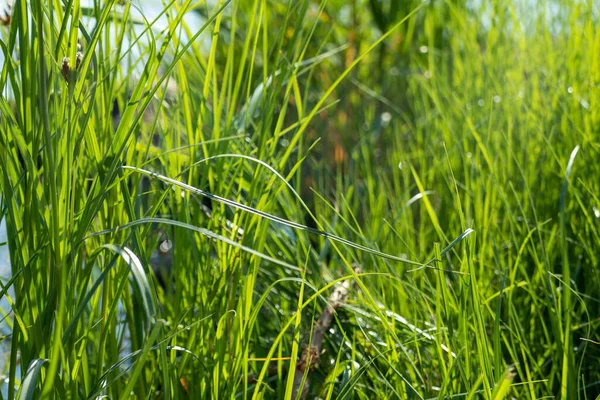 Зелені Травинки Фоні Дикого Сонячного Озера Літні Канікули Відпочивають Біля — стокове фото