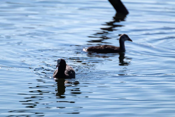 Eurasian coot with chick, common coot swimming. Water birds on mirror blue lake water surface. Wildlife birds watching