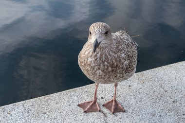 Büyük kahverengi benekli martı kuşu Oslo, Norveç 'te su kenarında betona yakın çekim yapıyor.